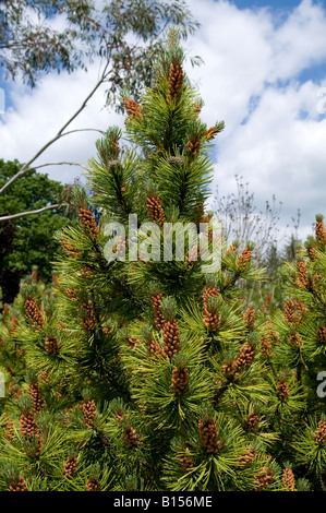 Pinus Mungo 'Ophir' Stockfoto