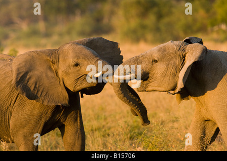 Closeup begeistert Junge Elefanten sprechen spielen den Mund offen Ohren, stoßzähne in Savanne im warmen Abendlicht soft Hintergrund Botswana Linyanti gebadet Stockfoto