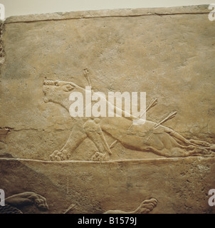 Bildende Kunst, antike, Assyrer, Löwenjagd, sterbende Löwe, Alabaster, Ninive, Palast des Königs Assurbanipal (regierte 668-626 v. Chr.), British Museum, London, Artist's Urheberrecht nicht geklärt zu werden. Stockfoto
