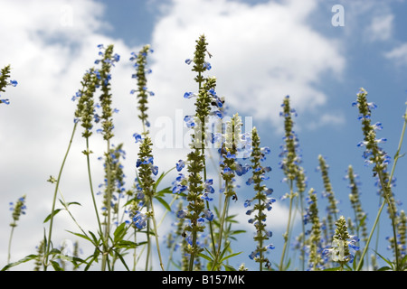 Leuchtend blaue Moor Salbei (Salvia Uliginosa) Blüten mit strahlend blauen Himmel im Hintergrund. Stockfoto