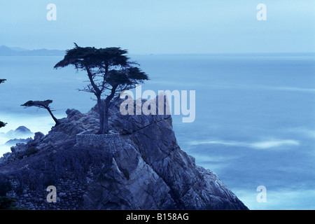 Einsame Kiefer auf der 17 Mile Drive Highway 1 Kalifornien USA Stockfoto