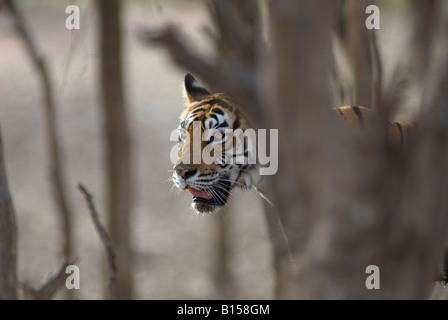 Die Königin Tigerin Ranthambhore Tiger Reserve, Rajasthan Indien. (Panthera Tigris) Stockfoto