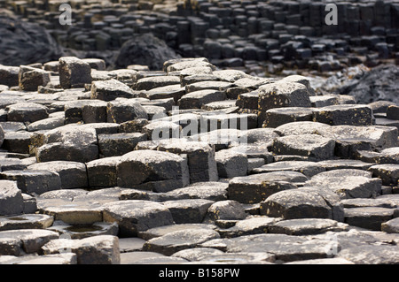 Tesseliert Felsformationen an die Giants Causeway, County Antrim, Nordirland Stockfoto