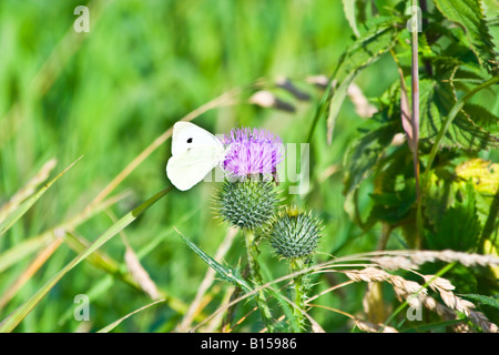 Großer weißer Kohl Schmetterling auf Distel Blüte Pier Stockfoto