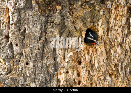 eine männliche Williamson Sapsucker (Sphyrapicus Thyroideus) im Yellowstone National Park Stockfoto