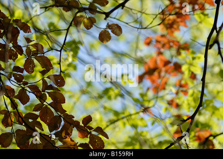 Buche (Fagus Sylvatica), Schweden Stockfoto
