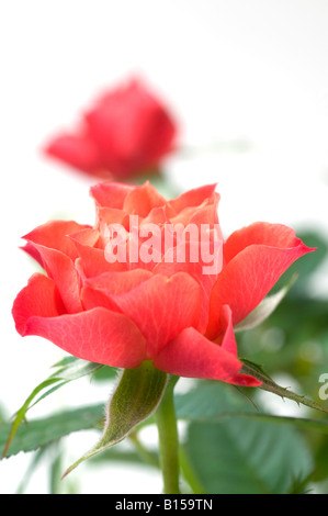 Rosa rosa Öffnung Blume einer kleinen Rose Stockfoto