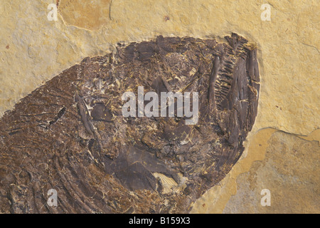 Fischarten Sie fossile Phareodus aus den Laggerstatte Ablagerungen der Green River Formation Wyoming USA Eozän Oligozän Ära Stockfoto