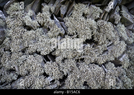 Flechten Sie auf Trockenmauer Stockfoto
