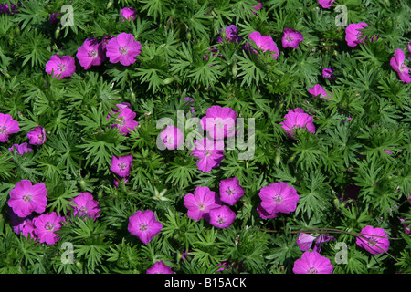 Geranien Blumen, Sorte Stockfoto