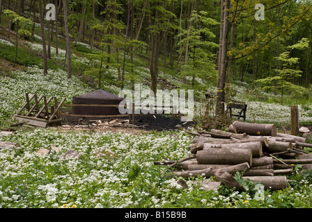 Köhler im Wald am Yorkshire Wolds UK Stockfoto