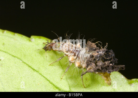 Grüne Florfliege Larve Essen Zitrus Blattlaus Stockfoto