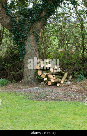 Haufen von Schnittholz Protokolle auf Basis der Trauerweide Baum Stockfoto