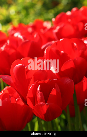 Rote Tulpe Hintergrund Stockfoto