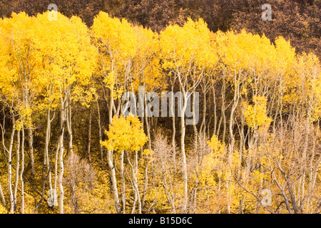 Espe Bäume im Herbst in Colorado Stockfoto