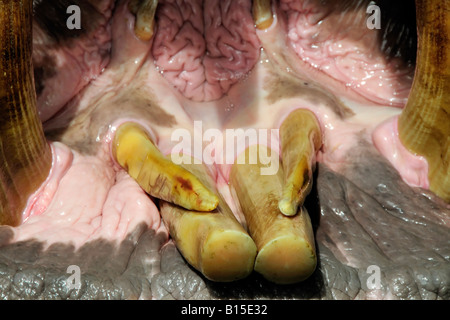 Hippo zeigt seine Zähne. Stockfoto