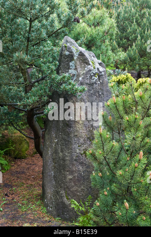 Gridstone Rock und Nadelbäume im Garten-Design von Bahaa Seedhom North Yorkshire England Mai Stockfoto