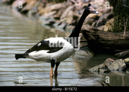 Pied/Elster/Semi-palmated Gans - Anseranas Semipalmata-Familie Anseranatinae Stockfoto