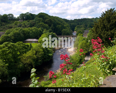 Stein Bogenbrücke Grün über den Fluß Swale mit Red Valerian Blumen im Vordergrund in Richmond North Yorkshire UK Stockfoto