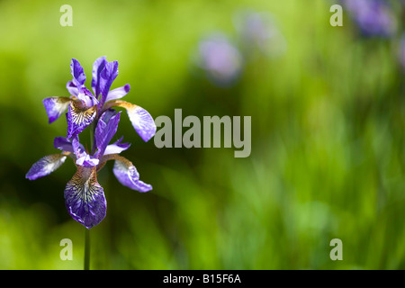 Iris sibirica Stockfoto