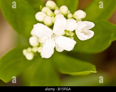 Nahaufnahme der Waldmeister Galium Odoratum (Rubiaceae) Stockfoto