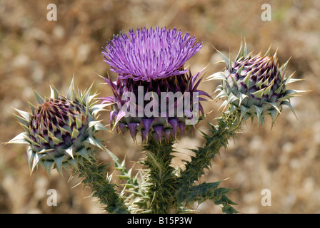 Illyrische Cottonthistle Onopordum Illyricum Distel Blume und Knospen S W Kreta Stockfoto