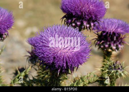 Illyrische Cottonthistle Onopordum Illyricum Distel Blume und Knospen S W Kreta Stockfoto