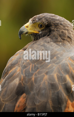 Harris Hawk Parabuteo Unicinctus ist über die Schulter schauen. Stockfoto