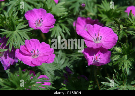 Geranien Blumen im Garten, Sorte Stockfoto