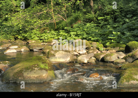 Fluss-Brock nördlich von Brockmill in der Nähe von Waddecar Pfadfinderlager Stockfoto