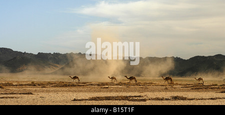 Gruppe von Kamelen Oued Tin Tarabine Tassili Ahaggar Sahara Wüste Algerien Stockfoto