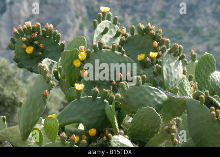 Kaktusfeige oder Barbary Fig Opuntia Ficus Indica Pflanze in Blüte und frühe Frucht Crete Stockfoto