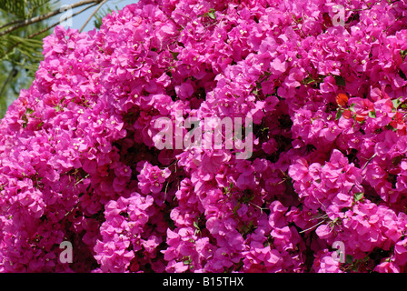 Magenta Hochblätter auf bunten Bougainvillea Glabra Crete Stockfoto