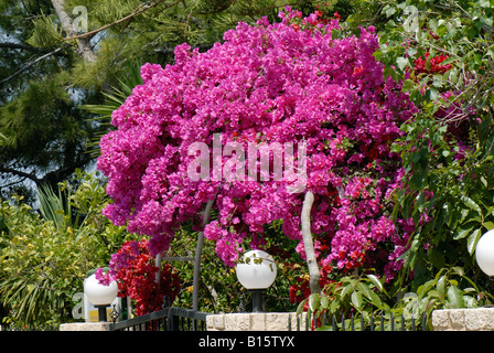 Magenta Hochblätter auf bunten Bougainvillea Glabra Crete Stockfoto