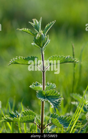 Hinterleuchtete Brennnessel Urtica dioica Stockfoto