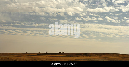 Dromedare in Besuches Ahakit Tassili Ahaggar Sahara Wüste Algerien Stockfoto