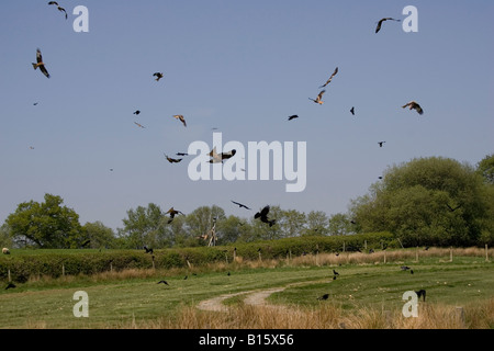 Rotmilane im Flug bei RSPB unterstützt Futterstelle Gigrin Farm Rhayader Powys Mid Wales UK Stockfoto