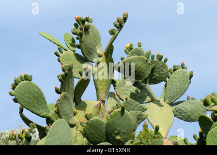 Kaktusfeige oder Barbary Fig Opuntia Ficus Indica Pflanze in frühen Frucht Crete Stockfoto