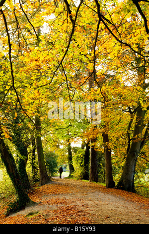 Frau, die ihrem Hund entlang einer Allee von goldenen Herbst Bäume am Coate Water Country Park in der Nähe von Swindon, Wiltshire, England, UK Stockfoto