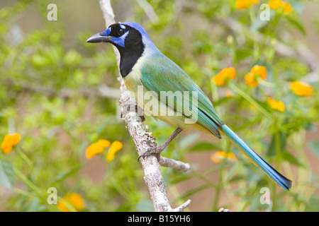 Grün Jay Cyanoncorax Yncas Edinburg Texas USA 26 März Erwachsene Rabenvögel Stockfoto