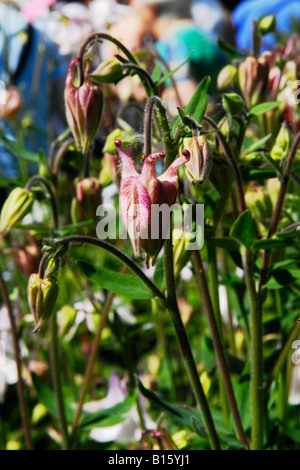 London National Gardens Scheme, Nahaufnahme Aqualegia, European Columbine, Granny's Bonnet, Granny's Nightcap, Gewöhnliche Columbine rosa Mauve Knospen Stockfoto