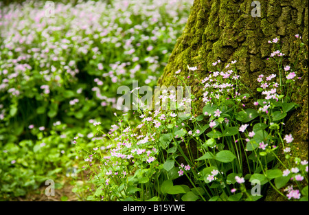 Red Campion Silene Dioica wächst rund um die Basis eines Baumstammes in Wald, England, UK Stockfoto