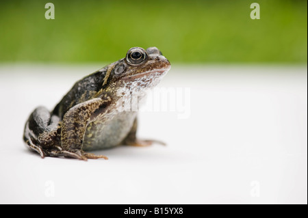 Rana Temporaria. Grasfrosch auf weißem und grünem Hintergrund Stockfoto