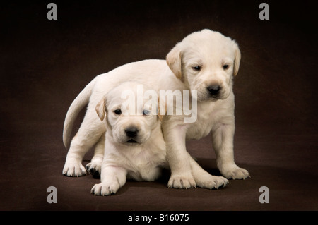 Twin-Lab-Welpen vier Wochen alt auf braunem Hintergrund Stockfoto