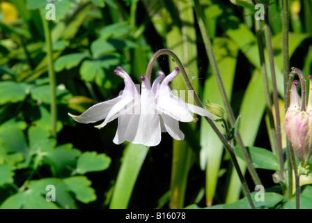 London National Gardens Scheme, Nahaufnahme der wunderschönen weißen Aqualegia, European Columbine, Granny's Bonnet, Granny's Nightcap, Common Columbine Stockfoto