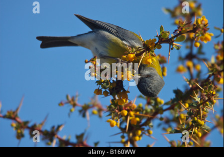 Grauköpfiger sierra-Finch, Phrygilus gayi caniceps, zur Fütterung von Blüten des Berberis-Busches, Patagonien, Argentinien. Stockfoto