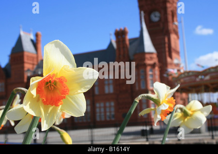 Narzissen Pierhead Gebäude Cardiff Bay Stockfoto