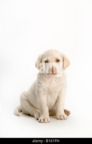 Labrador-Welpe auf weißem Hintergrund Stockfoto