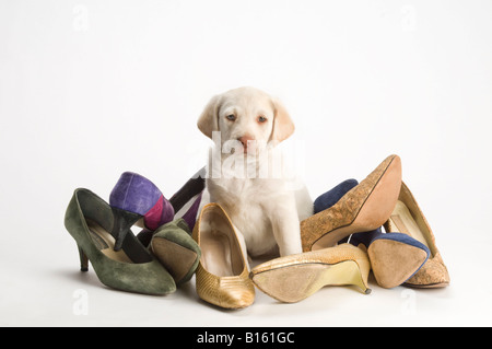 weiße gelbe Labrador-Welpe mit goldenen Schuhen auf weißem Hintergrund Stockfoto