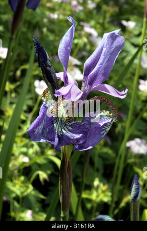 Nahaufnahme einer Iris versicolor Blütenstand Stockfoto